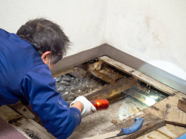 Best Mold Damage Repair  in Lorado Springs, CO