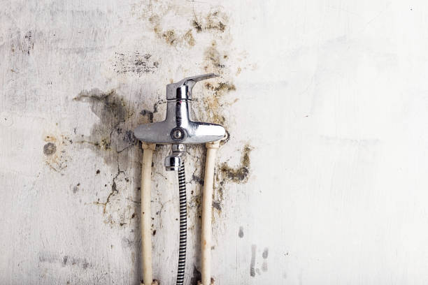 Certified Mold Removal in Colorado Springs, CO