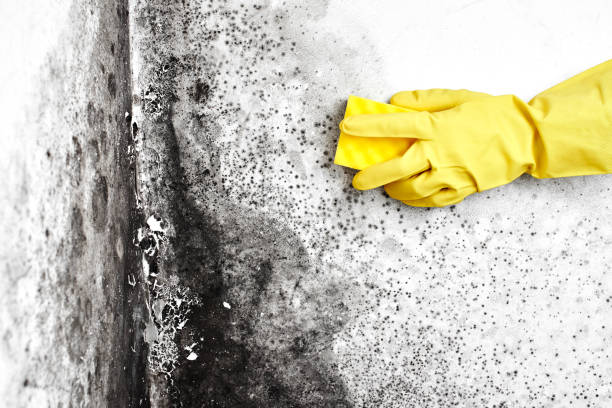 Best Mold Removal Process  in Lorado Springs, CO