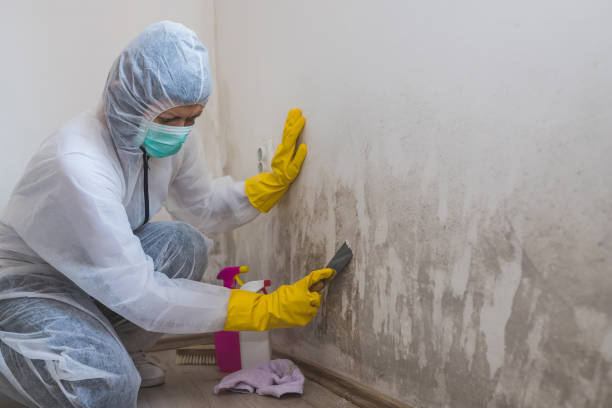 Best Attic Mold Removal  in Lorado Springs, CO