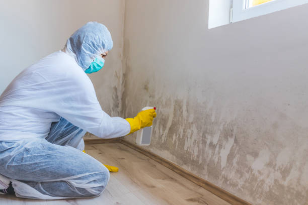 Home Mold Removal in Colorado Springs, CO
