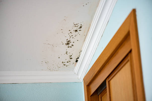 Best Commercial Mold Removal  in Lorado Springs, CO