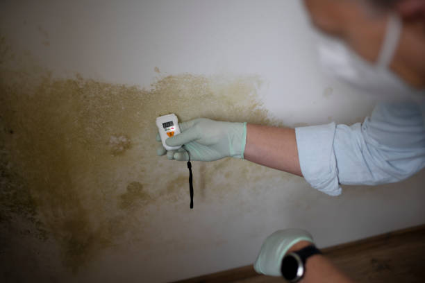 Best Toxic Mold Removal  in Lorado Springs, CO