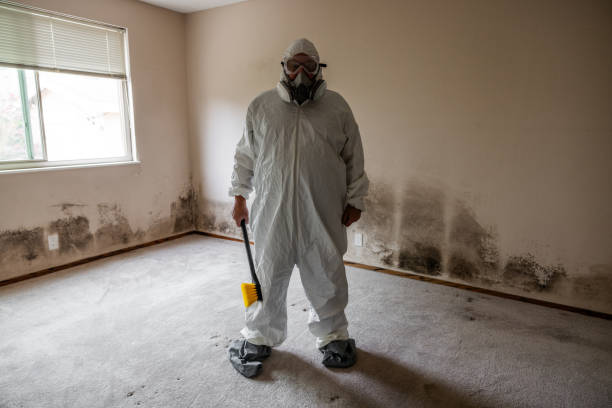 Best Black Mold Removal  in Lorado Springs, CO